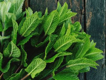 Close-up of fresh green plant