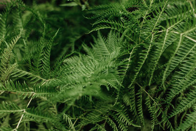 Close up bright green wild tropical plants. natural exotic wallpaper. summer background