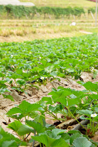 Close-up of snake on field