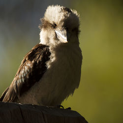 Close-up of a bird