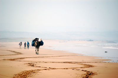 Camel carrying luggage enjoying on beach