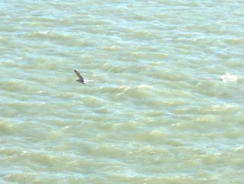 High angle view of duck swimming in sea