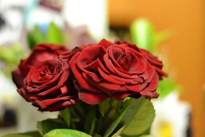 Close-up of red roses