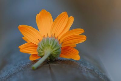 Close-up of orange flower on pipe 
