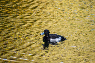 Duck swimming in a lake