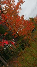 Silhouette of trees during autumn