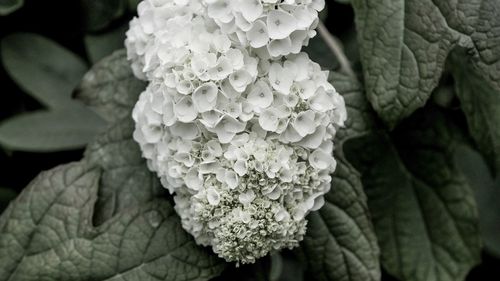 Close-up of white rose