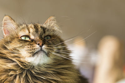 Close-up portrait of cat looking away