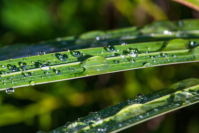 Close-up of wet green leaves during rainy season