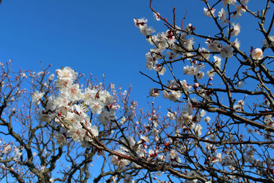 Low angle view of cherry blossom against blue sky