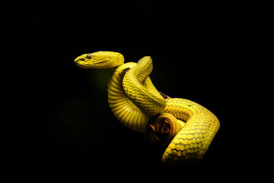 Close-up of snake against black background