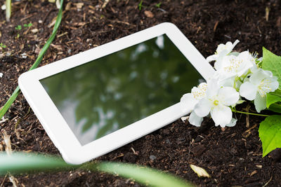 Close-up of white flowers on mobile phone