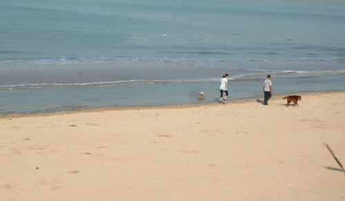 View of dog on beach