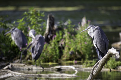 High angle view of gray heron perching on a lake