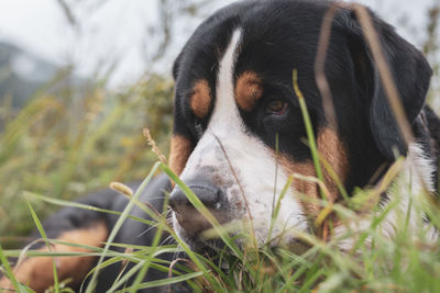 Close-up of dog