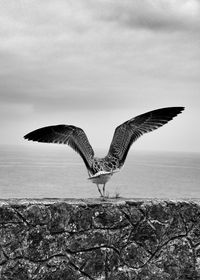 Bird flying against sky