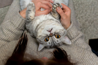 The domestic cat lies in the hands of the hostess, looking at the camera.