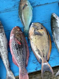 High angle view of fish on wood