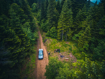 High angle view of pine trees in forest