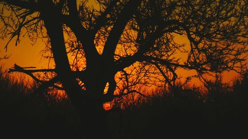 Silhouette of trees during sunset