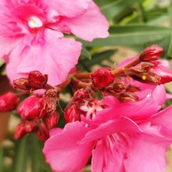 Close-up of pink flowers blooming outdoors