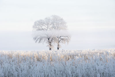 Bare tree on field against sky during winter