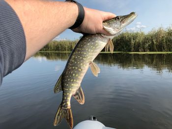 Midsection of person holding fish in lake