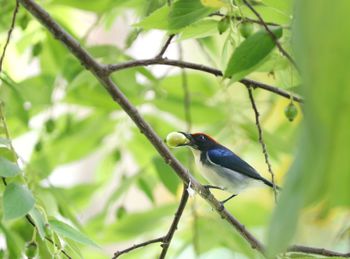 Bird perching on a branch