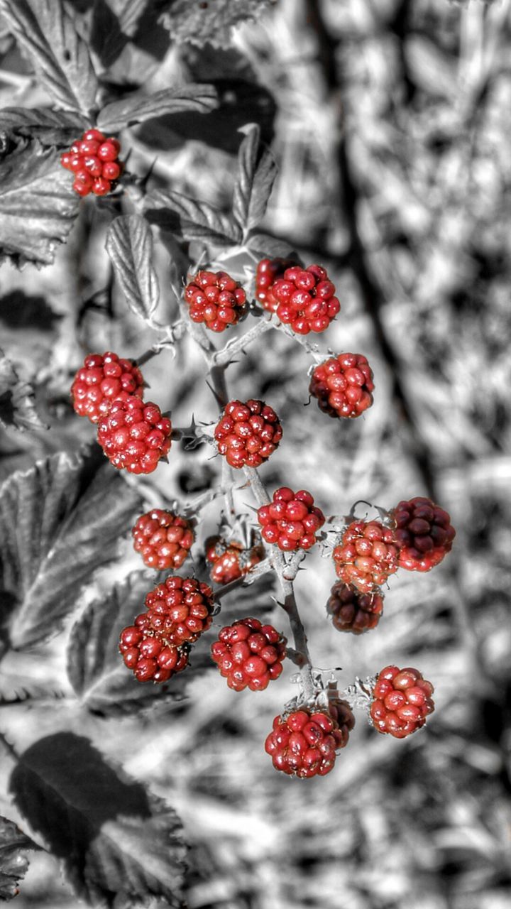 red, fruit, food and drink, berry fruit, food, freshness, berry, healthy eating, focus on foreground, tree, close-up, nature, ripe, cherry, strawberry, branch, raspberry, blackberry, selective focus, growth