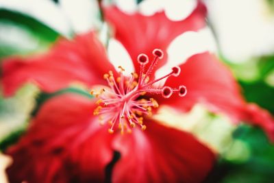 Close-up of red flowering plant