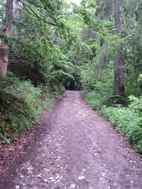 Dirt road passing through forest