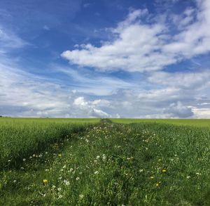 Scenic view of field against sky