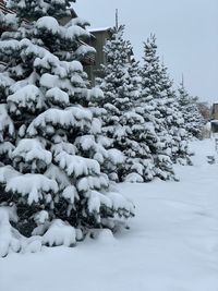 Snow covered trees on field during winter