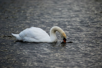 Swan swimming in lake