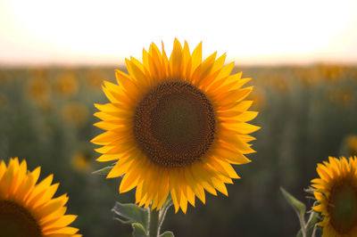 Close-up of sunflower against sky