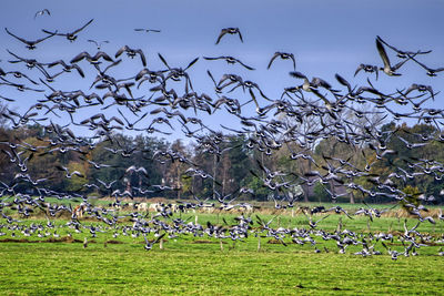 Flock of birds in a field