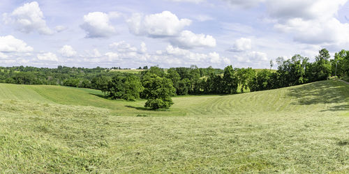 Trees on field against sky