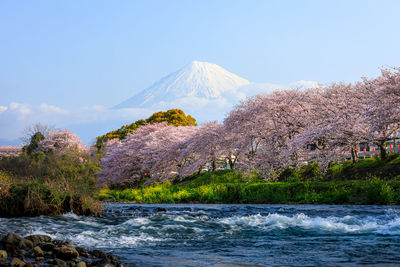 Ryuganbuchi in fuji city, shizuoka prefecture is one of popular cherry blossom 