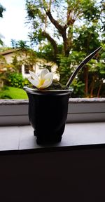 Close-up of potted plant on window sill