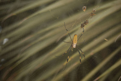 Close-up of spider on web