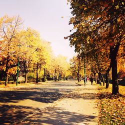 Road passing through forest