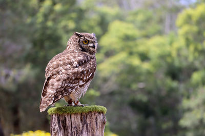 Spotted eagle owl from south africa in a sanctuary in the garden route