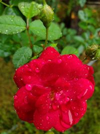 Close-up of water drops on red rose