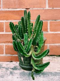 Close-up of succulent plant against wall