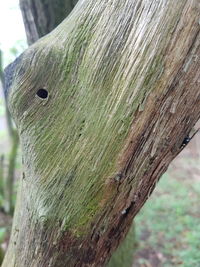 Close-up of lizard on tree trunk