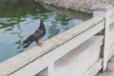 Bird perching on a railing