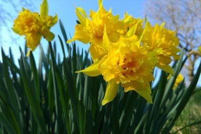 Close-up of yellow flowers blooming against sky