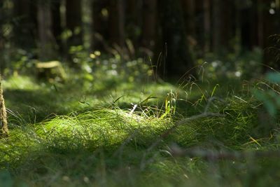 Close-up of grass growing on field