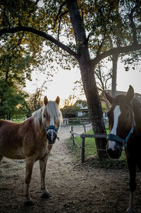 Two horse standing on field