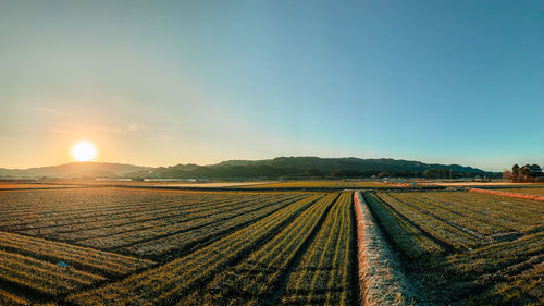 Scenic view of agricultural field against sky